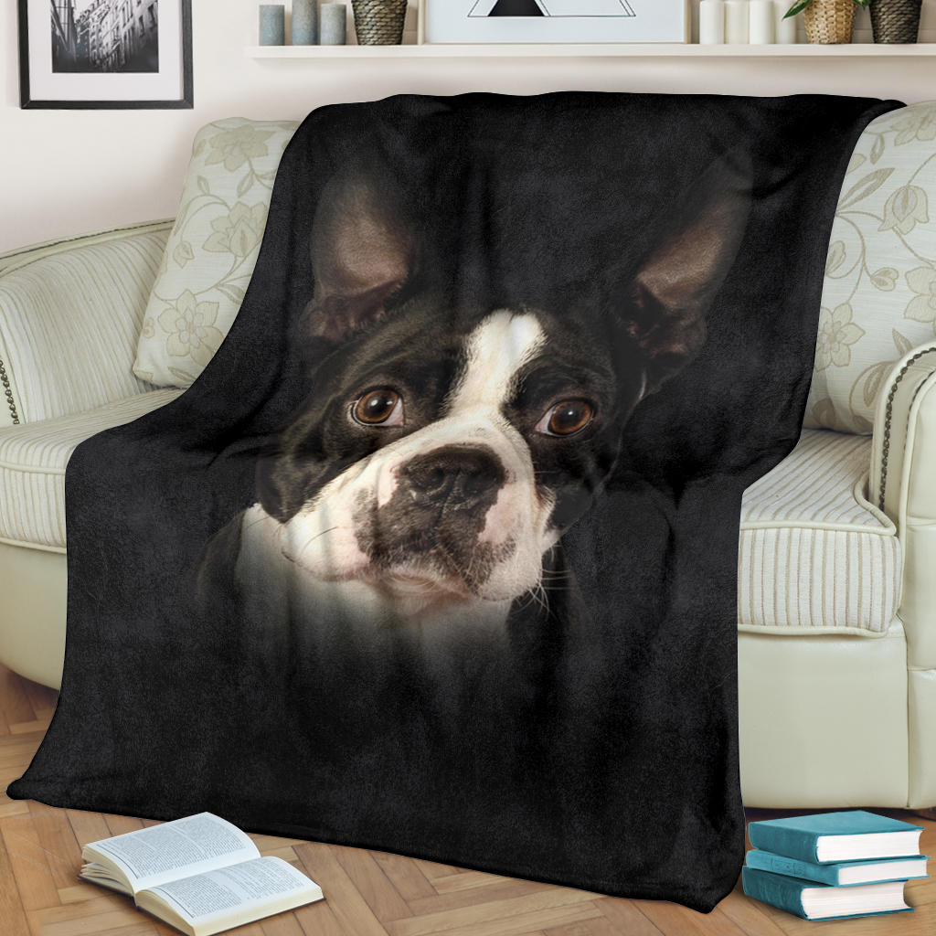 Boston Terrier, face, blanket, gift, gifts