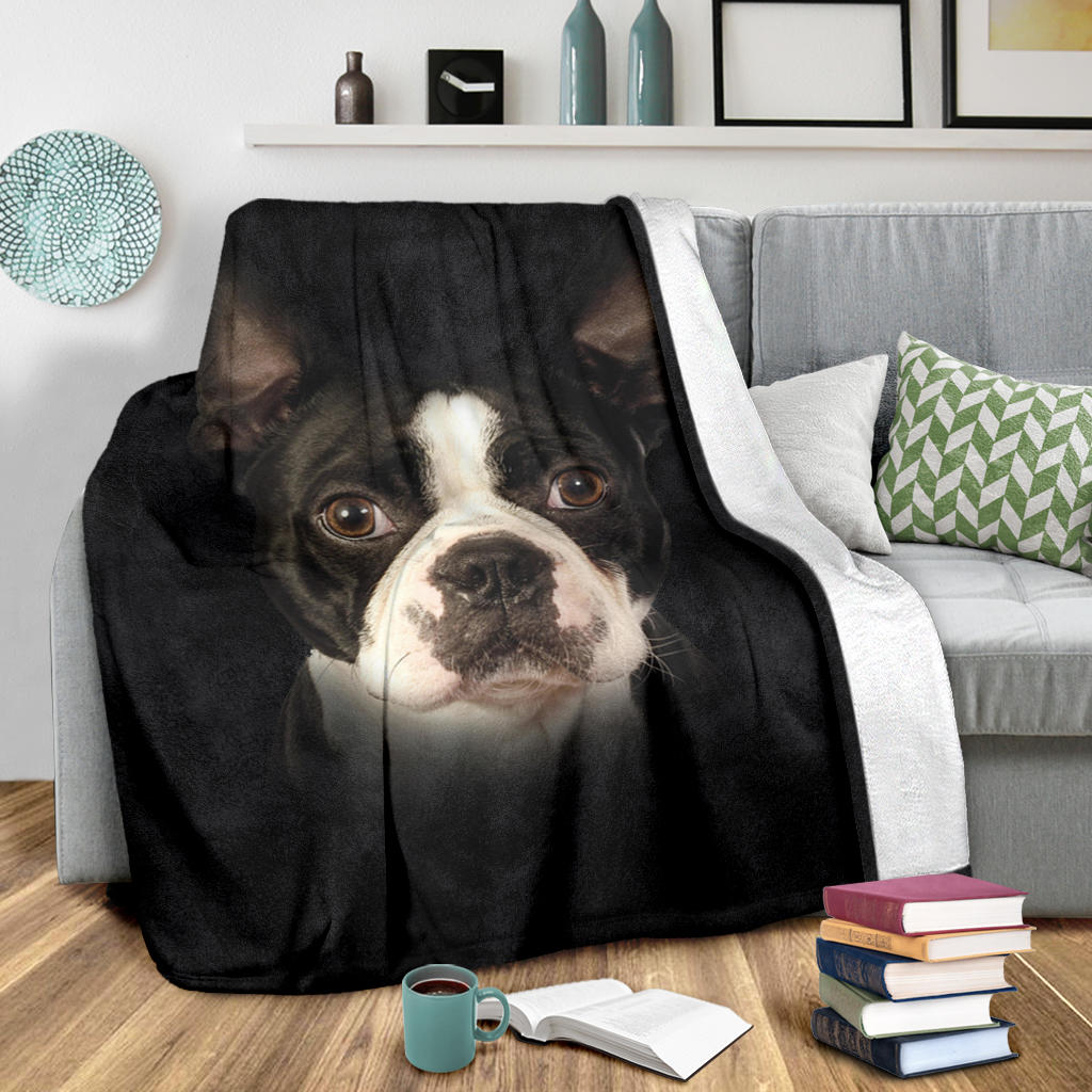 Boston Terrier, face, blanket, gift, gifts