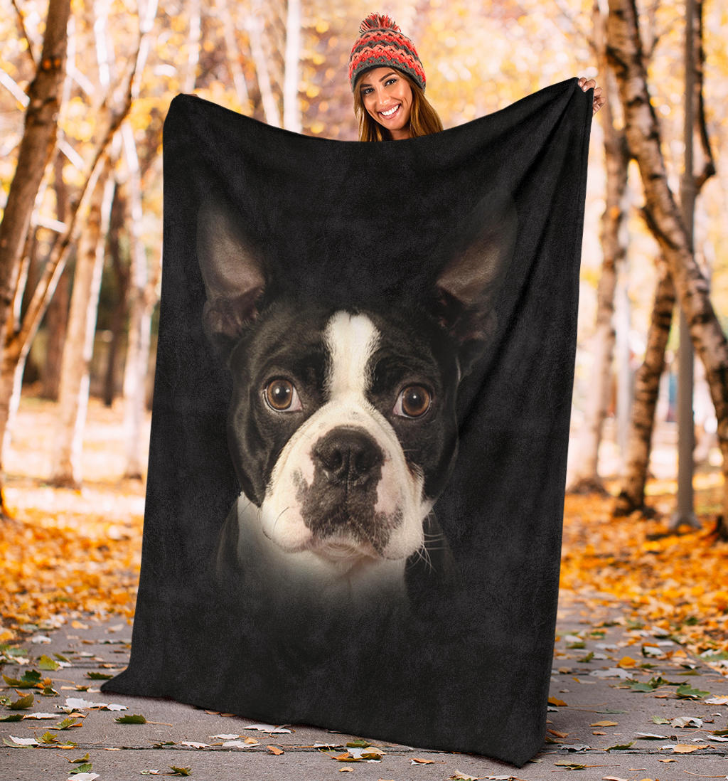 Boston Terrier, face, blanket, gift, gifts