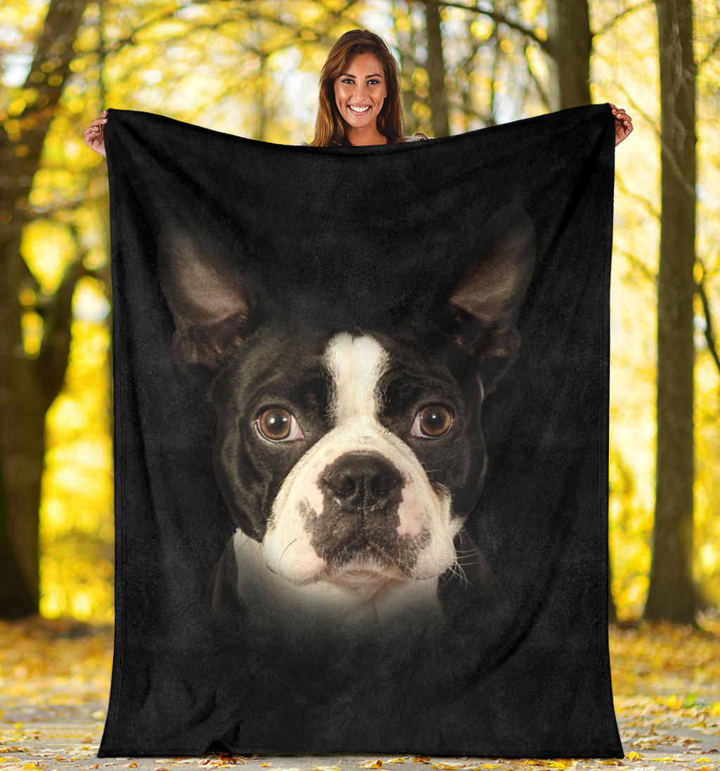 Boston Terrier, face, blanket, gift, gifts