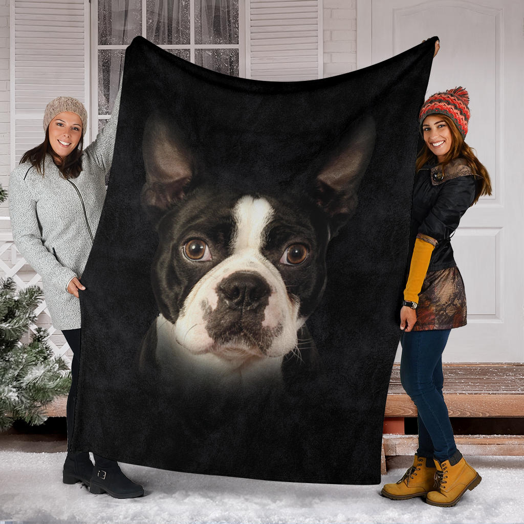 Boston Terrier, face, blanket, gift, gifts